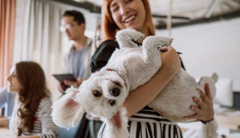 Why every office should be pet-friendly